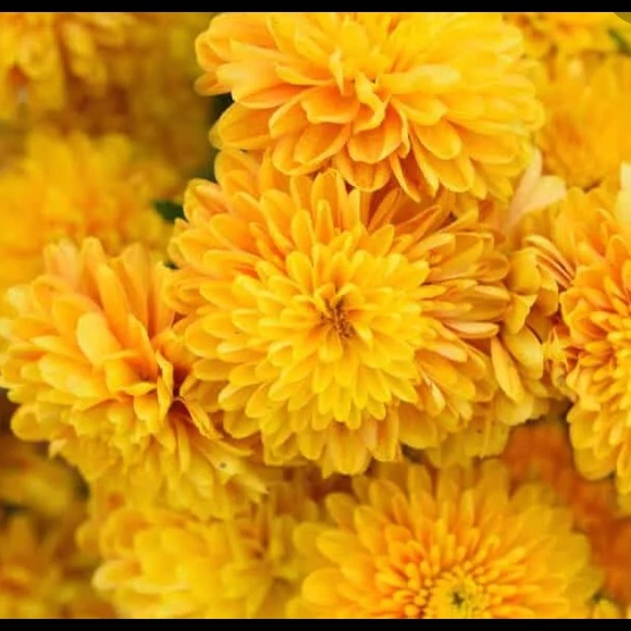 Meet your Posher, Ella - Picture 1 of 1